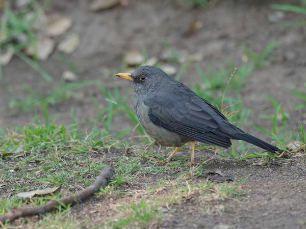 <h3><a href="/trips/safari/biota/animalia/chordata/aves/040 passeriformes/107 turdidae/turdus smithi/turdus smithi-en.html">Turdus&nbsp;smithi</a> / Karoo&nbsp;thrush / Karoolijster</h3>OM-1 Mark II with OLYMPUS M.300mm F4.0, 1/2000 sec at F4.0, ISO 12800, distance 8.73&nbsp;m